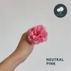 Neutral Pink
