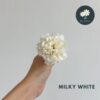 MilkyWhite