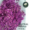 Neutral Purple