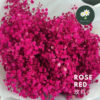 Rose Red
