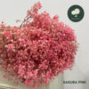 Sakura Pink