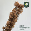 Light Champagne 浅香槟