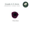 Plum Rose