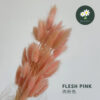 Flesh Pink 肉粉色