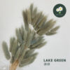 Lake Green 湖绿