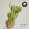 Light Green Gradient