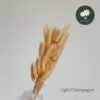 Light Champagne