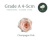 Champagne Pink