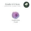 Gradient Blue Purple