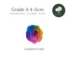 Gradient Color