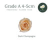Dark Champagne