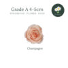 Champagne 香槟色