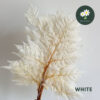 White 白色