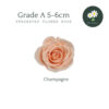 Champagne