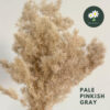 Pale Pinkish Gray