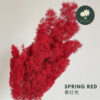 Spring Red 春红色