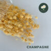 Champagne