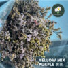 Yellow Mix Purple