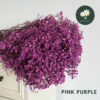 Pink Purple
