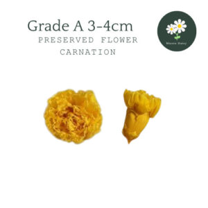 Grade A Preserved Flower Carnation 3-4cm Per Pcs 永生花康乃馨