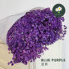 Blue Purple