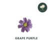 Grape Purple