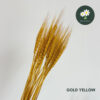 Gold Yellow