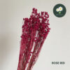 Rose Red