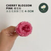 Cherry Blossom Pink