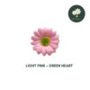 Light Pink+Green