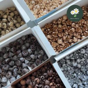 1 pcs 永生花干花果实类 金钟果 开心果 橡果 圣诞树DIY制作材料 Preserved Dried Fruit Pistachio Acorn Christmas Tree DIY Making Materials