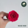 Rose Red