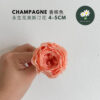 Champagne