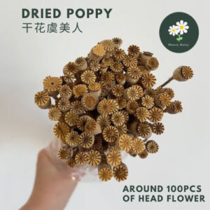 Dried Flower Poppy Natural Plant Wheel Fruit Dried Flower fruit Diy Material Handmade Corsage Headdress Material 干花虞美人