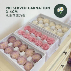 Grade A Preserved Flower Carnation 3-4cm Per Box 永生花康乃馨