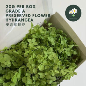 20g Per Box A级安娜绣球花 永生绣球 DIY 花材 Preserved Flower Hydrangea Preserved Flower