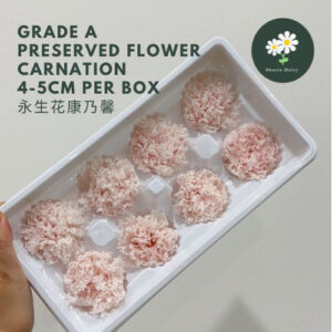 Grade A Preserved Flower Carnation 4-5cm Per Box 永生花康乃馨