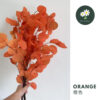 Orange 橙色