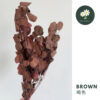 Brown 褐色
