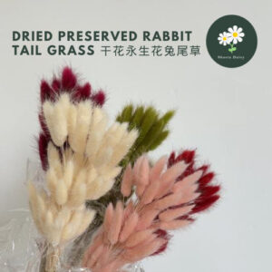50PCS Dried Rabbit Tail Grass Preserved Flower Plant Living Room Home Decoration Bunga Hiasan Rumah 干花兔尾草