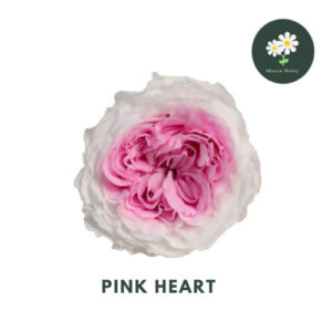 Grade A Preserved Flower 2-3cm David Austin Rose Single And Two-color Gradient Rose Per Box