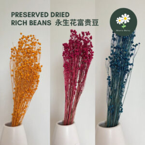 Preserved Dried Linum Flax Bean Rich Beans Glass Dome Frame Bouquet DIY Material 永生花富贵豆相思豆干花花材花束玻璃罩相框花礼品