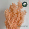 Champagne Pink