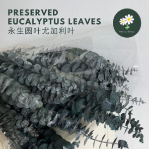 Preserved Eucalyptus leaves 永生圆叶尤加利叶
