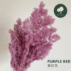 Purple Red 紫红色
