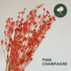 Pink Champagne