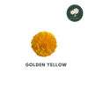 Golden Yellow