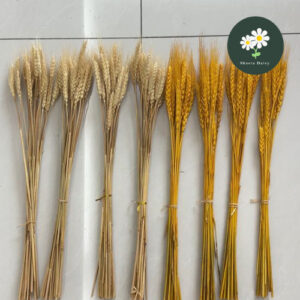 20pcs Natural Wheat Dried Flowers Indoor Decoration Art Shooting Bunga kering 麦穗干花装饰品