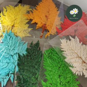 Preserved Fern Leaves A Pack of 10 Pieces DIY Flower Materials/ Photo Props/ Leaves/Fern leaves 永生花高山羊齿 一包10片 DIY花材 摆拍道