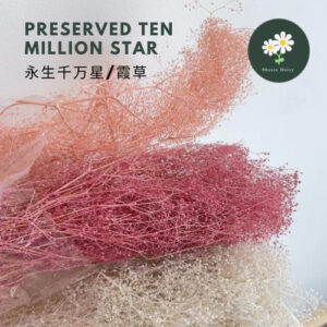 50g Preserved Ten Million Star/ Preserved Flower 永生百万星/千万星/霞草
